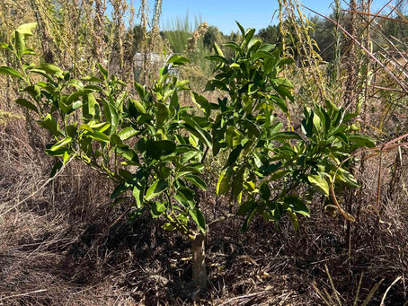 Small Citrus sinensis 'Newhall' fruit tree planted in brown grass and brush, its bright foliage standing out against the arid ground.