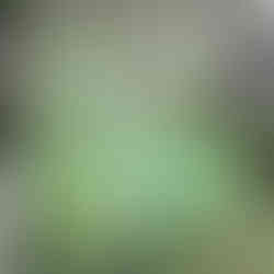 Close-up of Rosa canina stems with sharp thorns and small, serrated green leaflets.