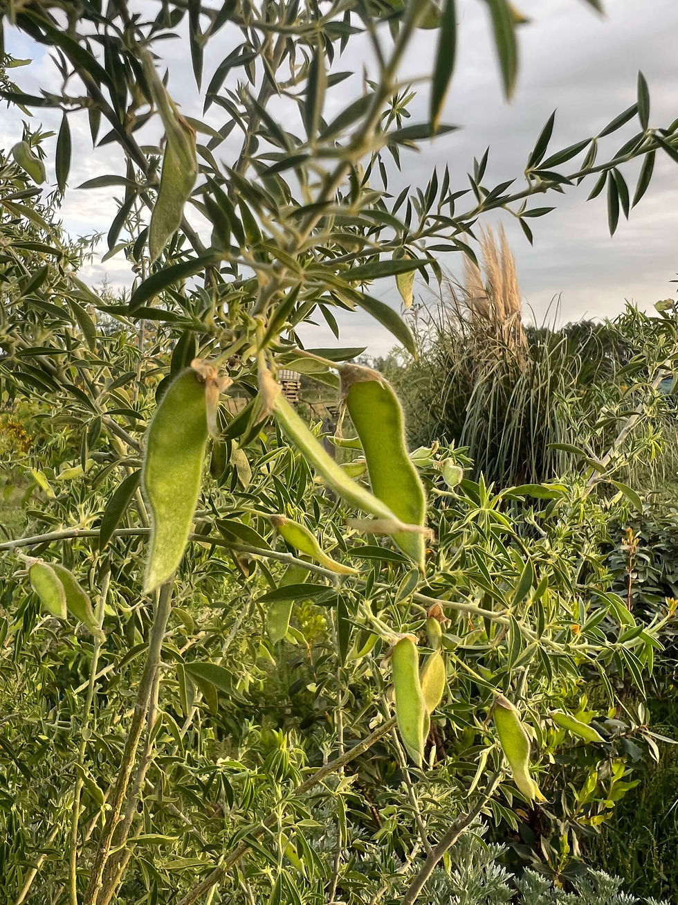 Green Tree Lucerne with elongated pods hanging from branches, set against a background of mixed garden vegetation.