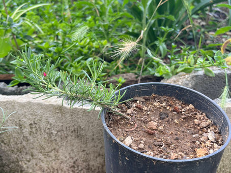Potted creeping rosemary with woody stems and needle-like leaves, set in a dry garden with grasses and succulents.