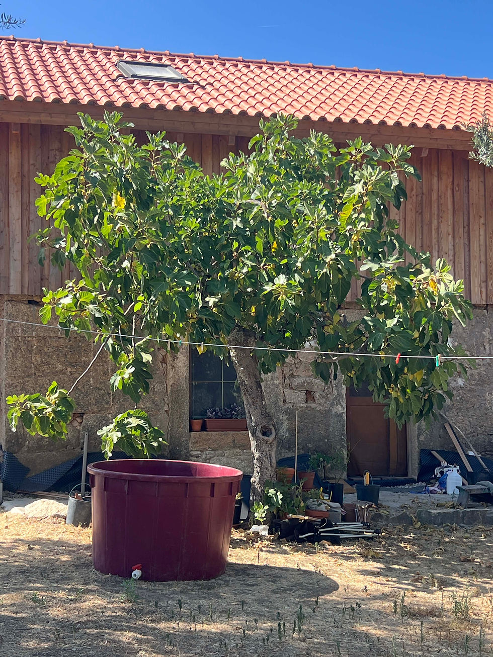 Large Honey Drop Fig tree growing beside a rustic granite stone house, its dense green canopy spreading above a red outdoor tub.
