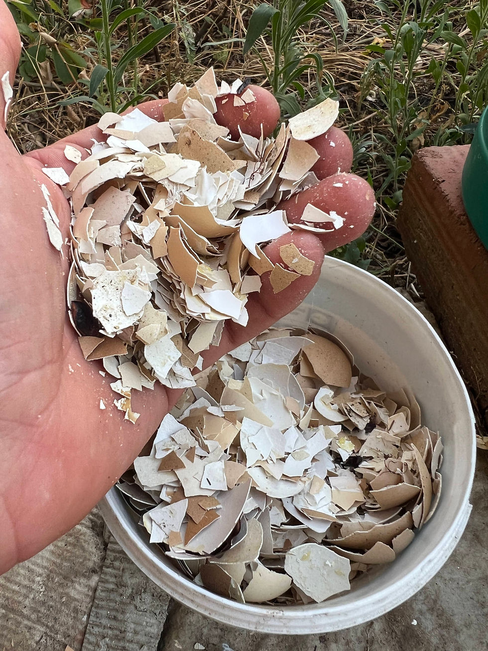 Herman Kraut's left hand holds a handful of crushed eggshells above a yoghurt bucket full of broken shells.