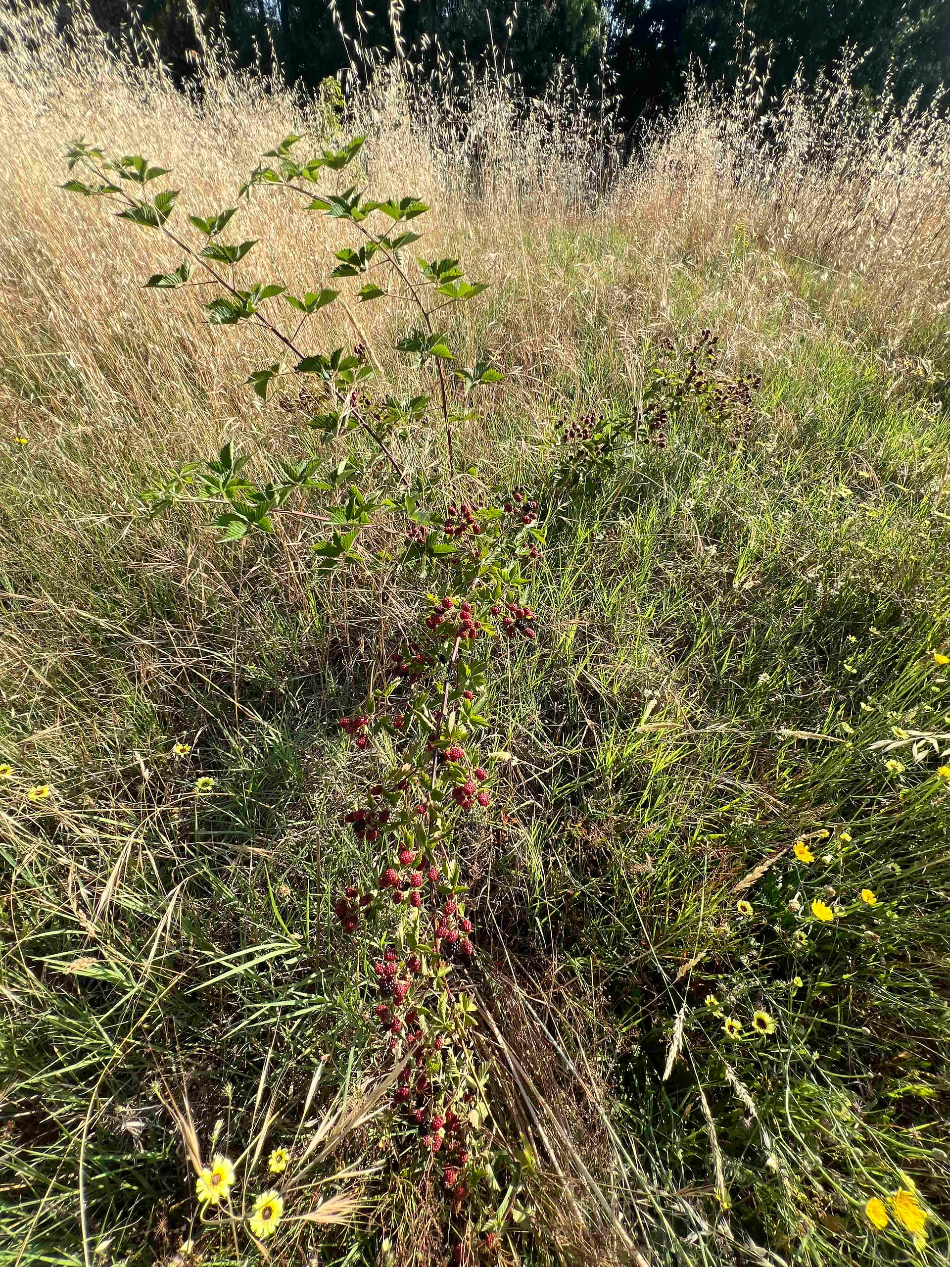 Thornless blackberry plant growing in tall dry grass, with clusters of red and dark berries along upright canes.