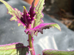Close-up of Purple Passion Plant’s new growth, with fuzzy green leaves, sharply toothed edges, and vivid magenta stems and margins.