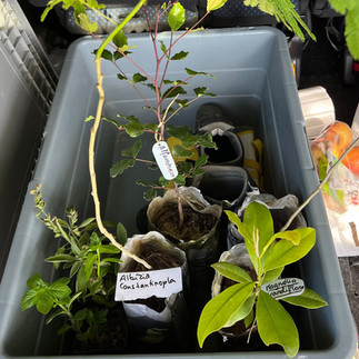 A large gray box containing young carob and other plant saplings with labeled tags, placed inside a vehicle with green leaves overhead.