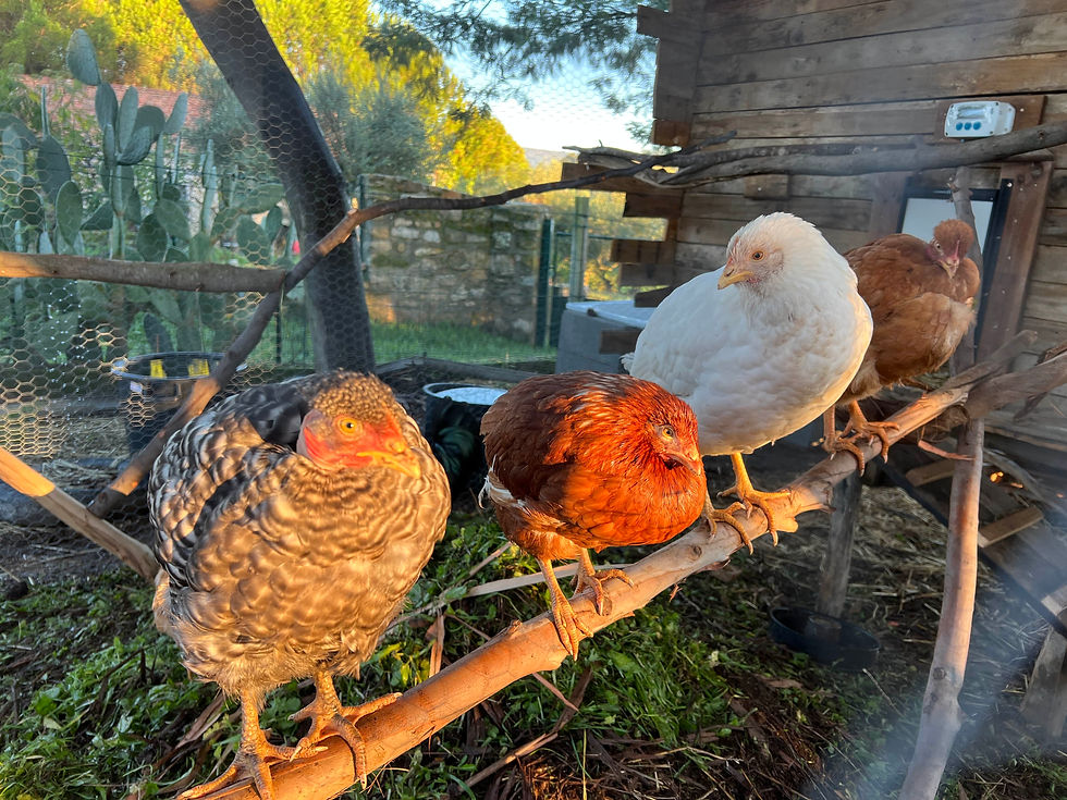 First hens inside a rustic chicken coop, pecking on straw bedding with a wooden structure and water feeder under natural light.