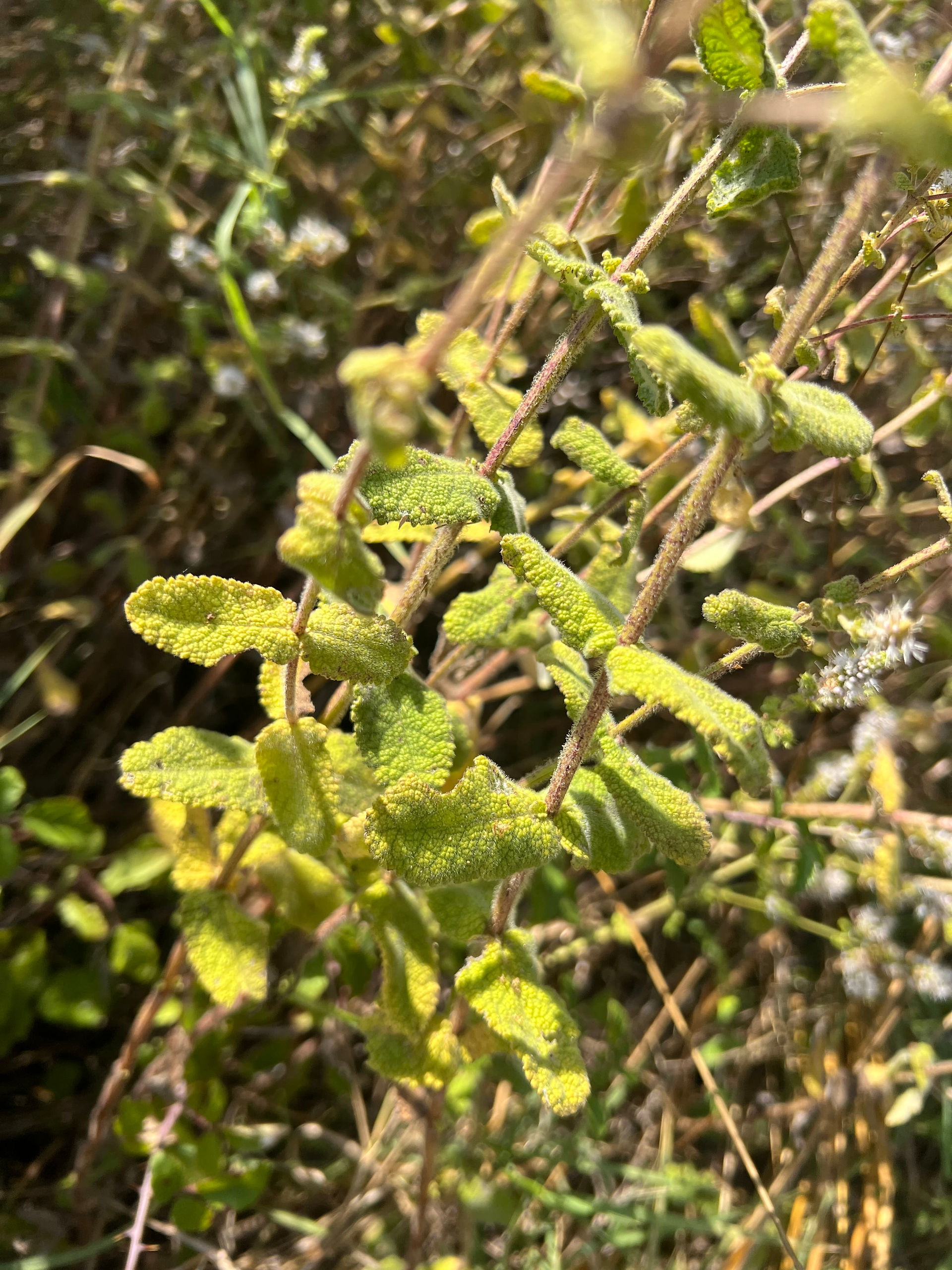 Apple Mint stems rise through mixed vegetation, bearing small fuzzy yellow-green leaves with deeply wrinkled surfaces and rounded teeth.