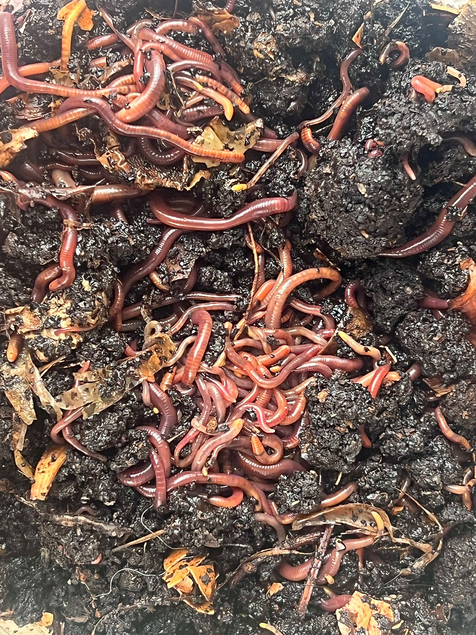 Close-up of compost worms in a bathtub worm farm, with dark soil and organic matter, located beside a greenhouse.