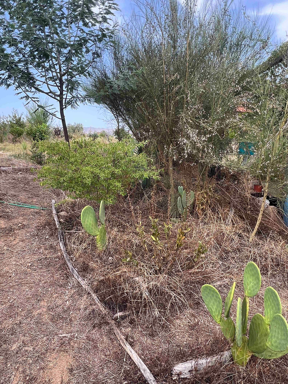 Tall Portuguese broom with dried seed pods rises behind prickly pear pads, a low green shrub, and dry soil with fallen branches.