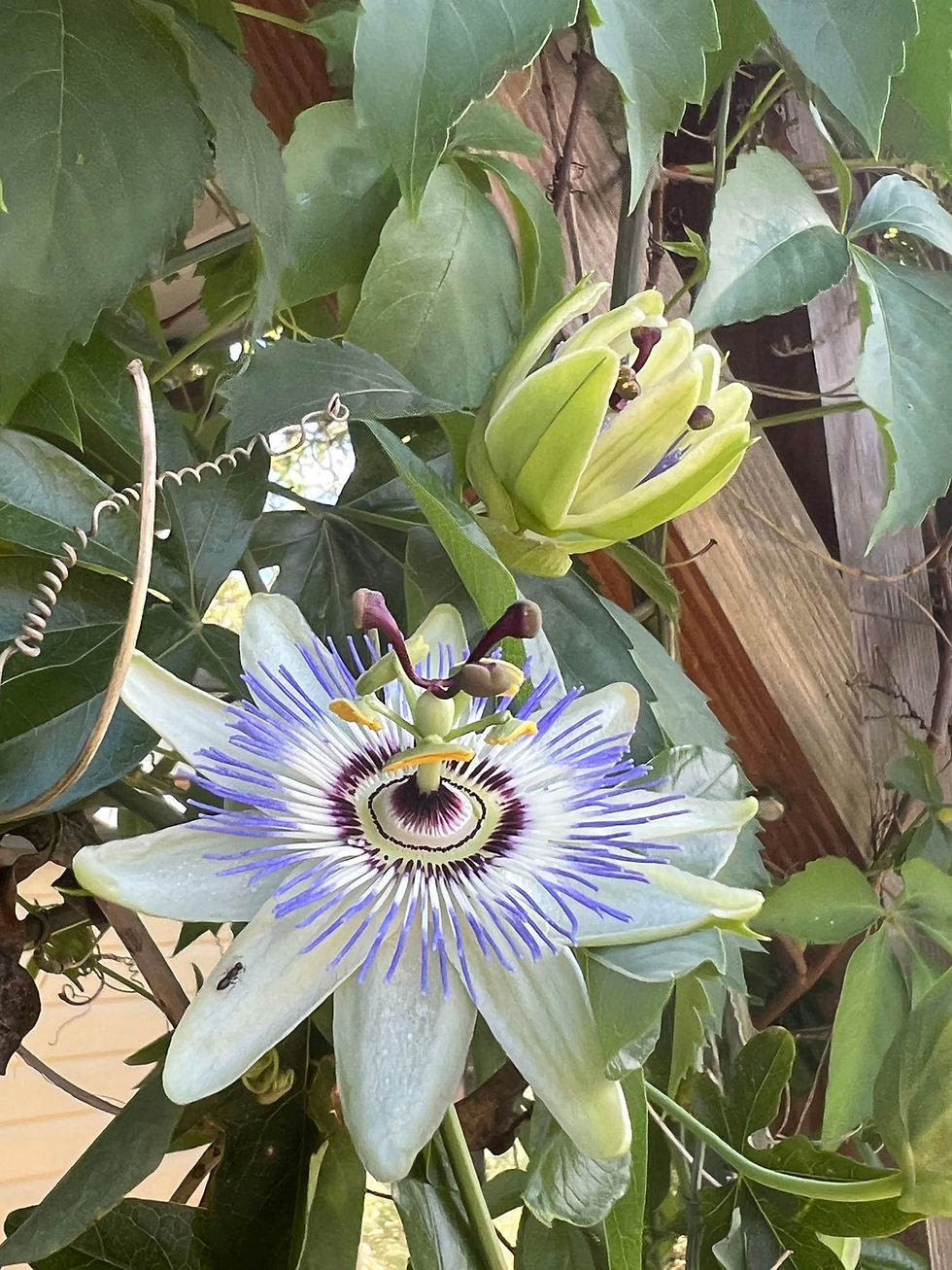 Detailed view of a passionflower with radial purple and white filaments, next to unopened buds and vine leaves.
