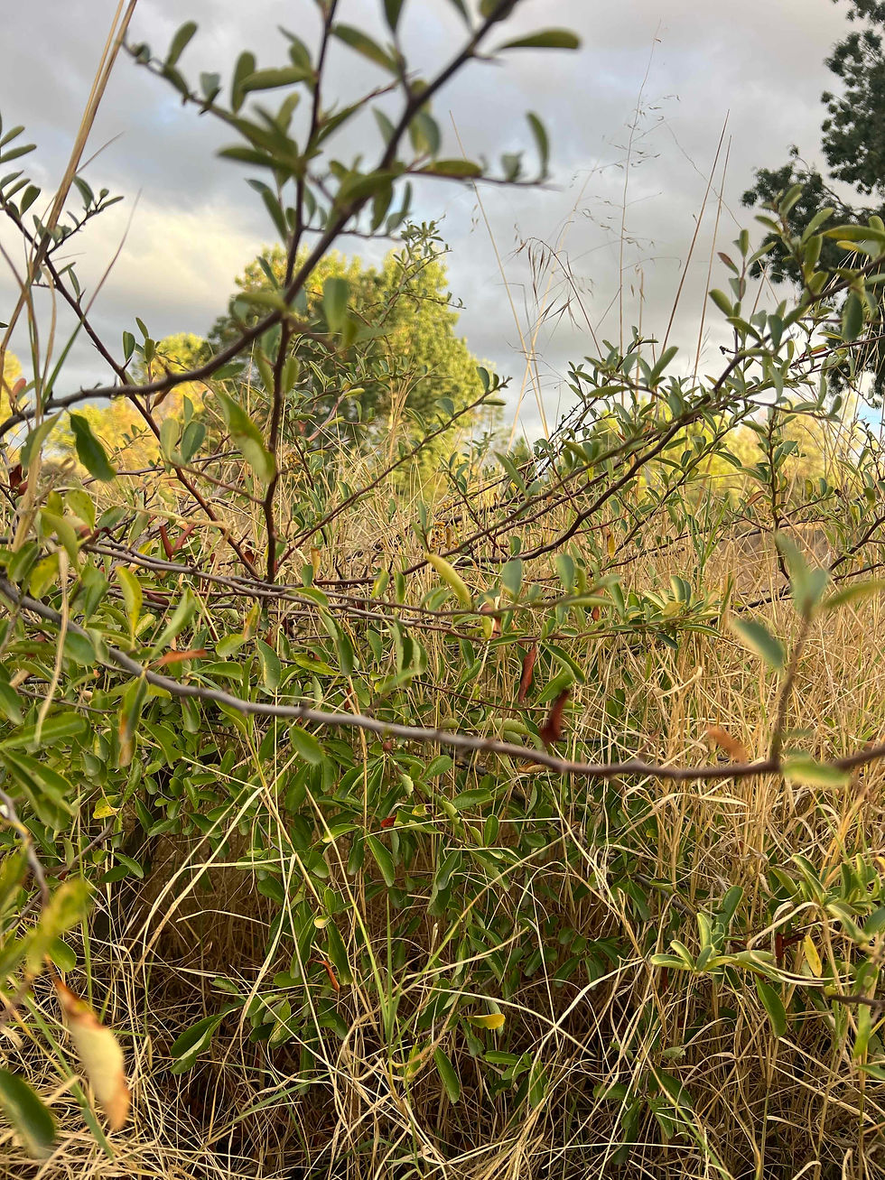 Low-growing orange firethorn spreads through tall dry grass, its small leaves on dark wiry stems.