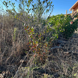 Upright American cranberry shrub with scattered green leaves and reddish new growth in a dry, weedy bed beside a wooden structure.