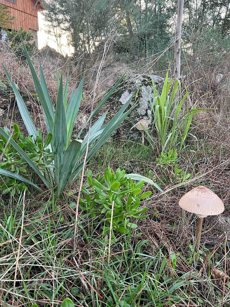 A garden area with yucca leaves, green Jade tree succulent plants, and a single large parasol mushroom growing in dry grass near rocks.