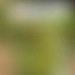 A rectangular tree label hung by wire on a bare branch, showing a photo of yellow-green plums and the text “AMEIXIEIRA (Prunus domestica) Miravele,” with flags denoting Portuguese, French, and English names.