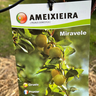 A rectangular tree label hung by wire on a bare branch, showing a photo of yellow-green plums and the text “AMEIXIEIRA (Prunus domestica) Miravele,” with flags denoting Portuguese, French, and English names.