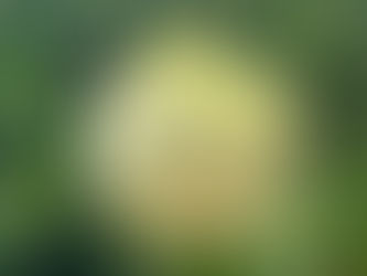 Viburnum opulus bloom in sunlight with a fly resting on the flower, set against dense green foliage.