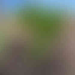 A young Valencia orange sapling with glossy, lance-shaped leaves, planted among dry grasses and brambles under a clear blue sky, its slender trunk supported by a single stake.