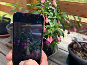 Close view of a phone screen capturing a blooming fuchsia plant in a pot, with wooden railing and other plants in the background.