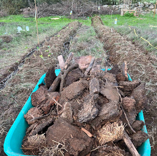 Close view of a wheelbarrow filled with chunky organic material beside freshly dug trenches in an orchard row.