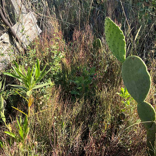 Young Cork Oak centered in dense reddish meadow plants, partly framed by prickly pear cactus pads on the right.