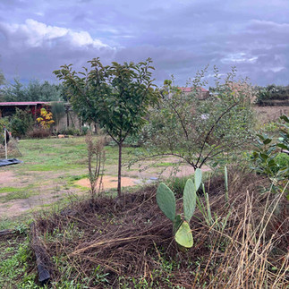 A young sour cherry tree growing in a mulched garden bed surrounded by dry grass, with other small trees and a prickly pear cactus nearby.