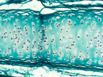 Developing cartilage