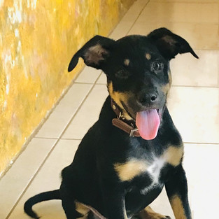 Bailey, a German Shepard mix - jet black with white and gold markings.