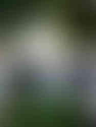 florals by Floraland New York.