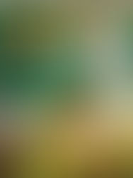 Seattle Wedding Floral Design