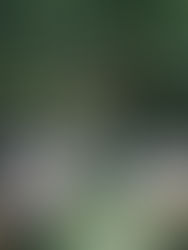 西雅图婚礼花艺