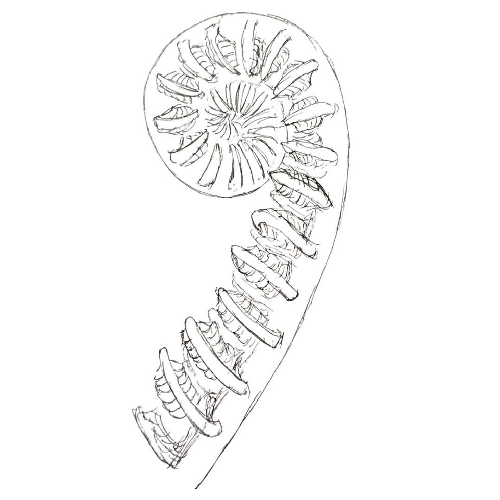 Line drawing spiral with dots and lines. Detail added to look like fern frond.