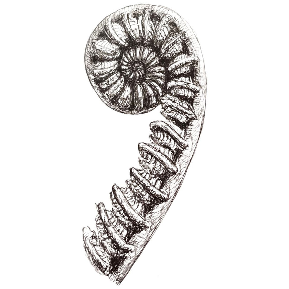 Ink drawing of fiddlehead (coiled) fern.