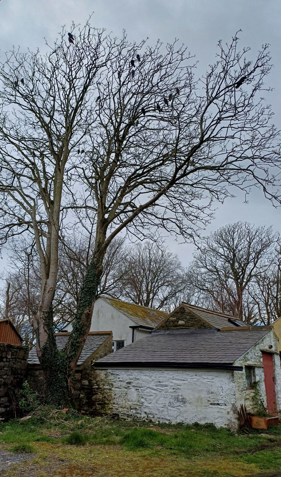 A tree with no leaves that has several dark birds sitting on many of its branches. There are a number of old stone buildings under and around the tree.