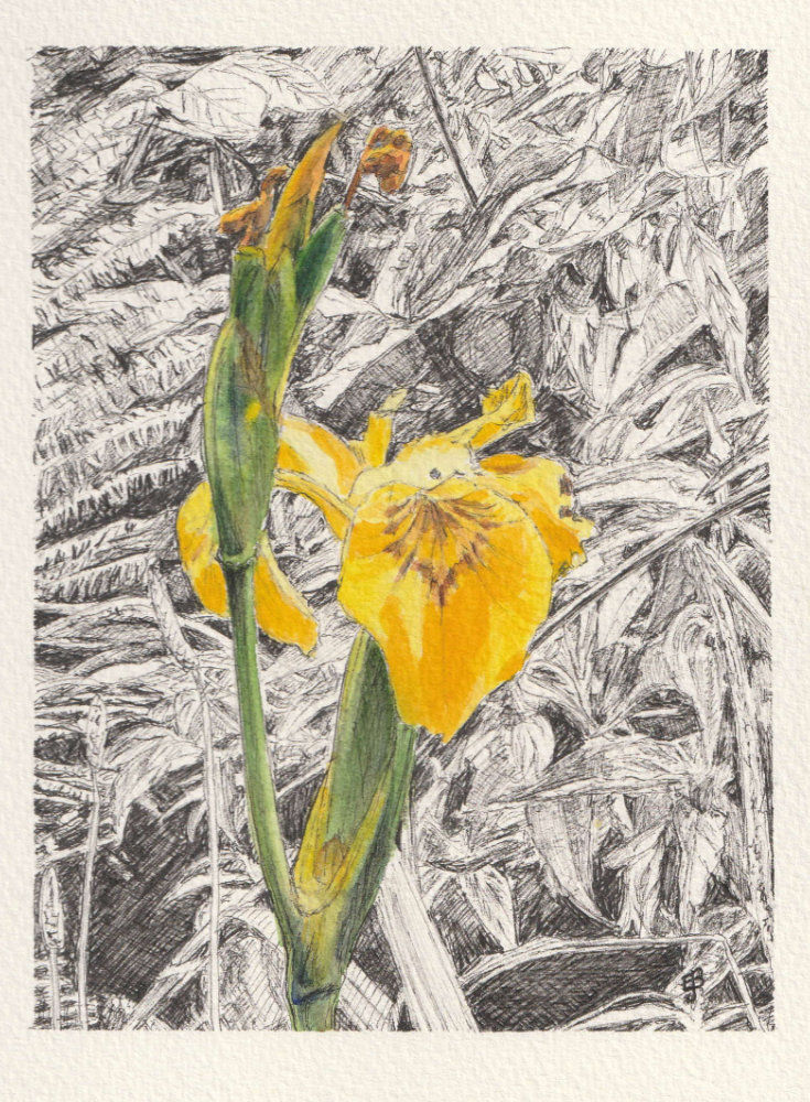 an ink and watercolour sketch of a bright yellow iris flower with green thick stem. The background of the sketch shows a mass of foliage and has been kept black and white.