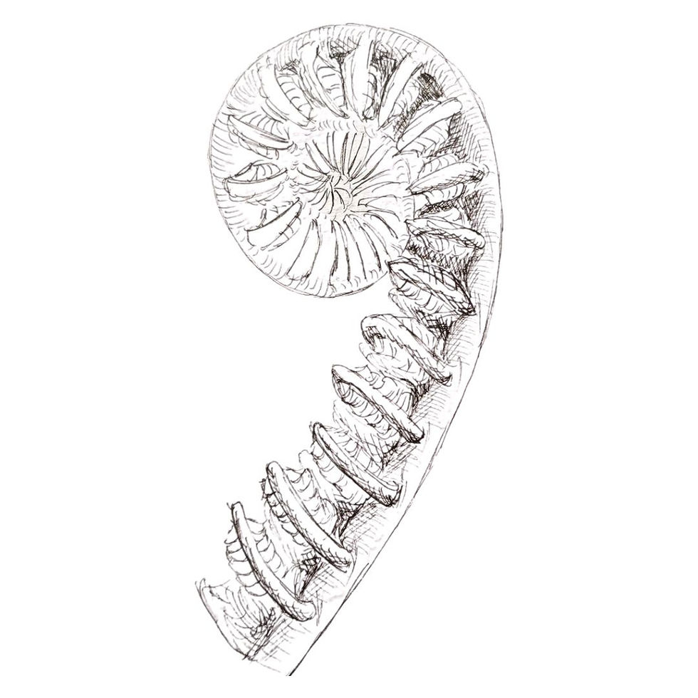 Line drawing spiral with dots and lines. Detail added to look like fern frond.