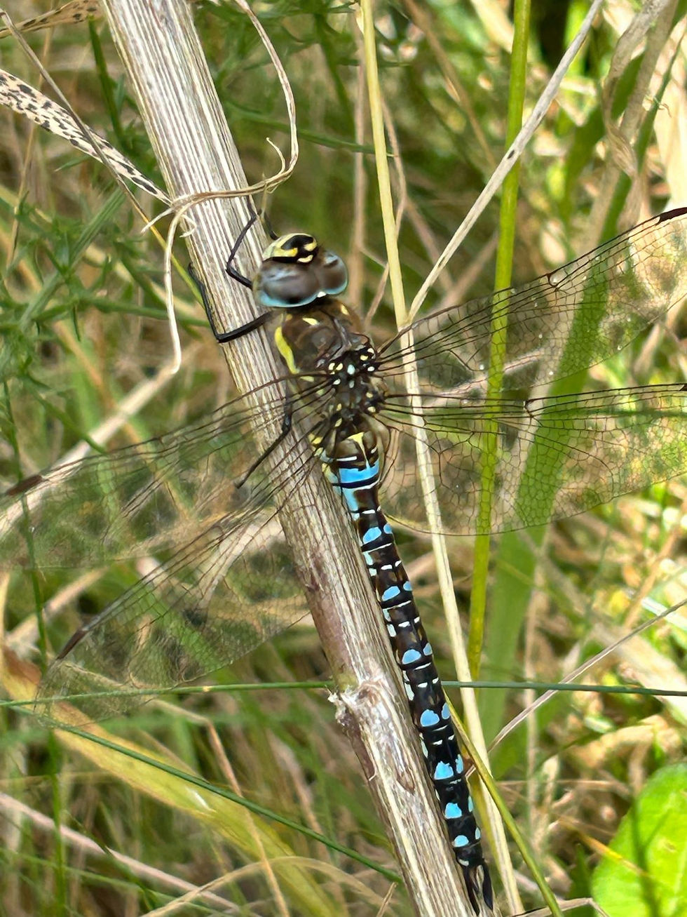A photo of a colourful long insect sitting on a brown plant stem. The insect has a long, black abdomen that has blue spots in a regular pattern down its length. It has blue and yellow spots on the otherwise brown and black abdomen and head. It has large eyes and four wings.