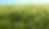 06_korn_sonnig_02