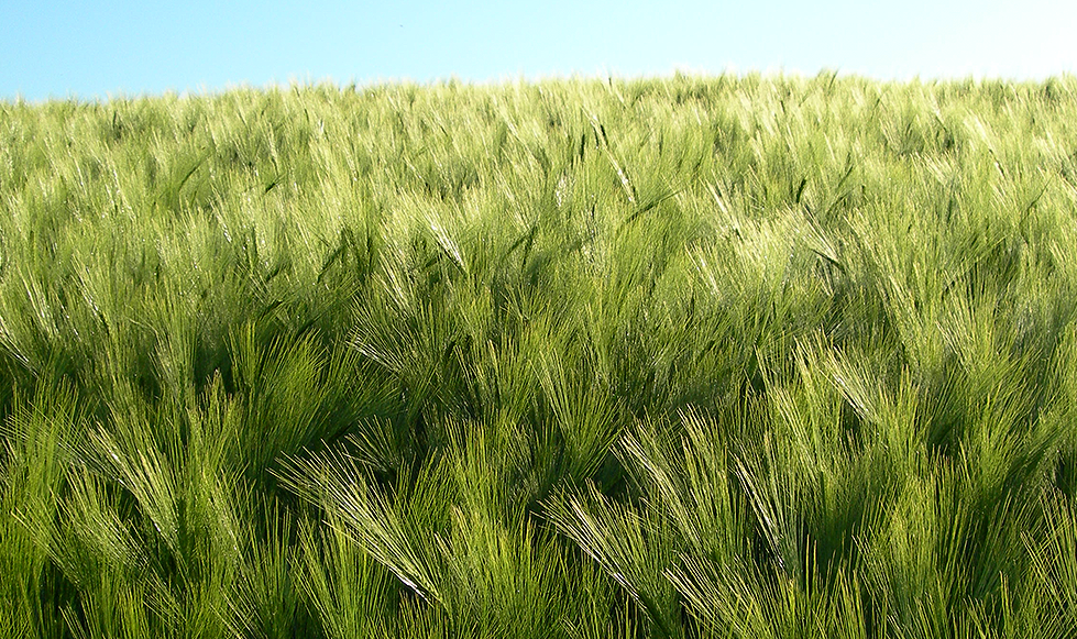 06_korn_sonnig_02