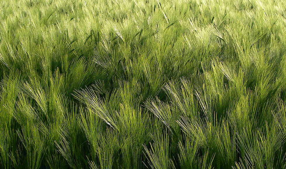 06_korn_sonnig_03