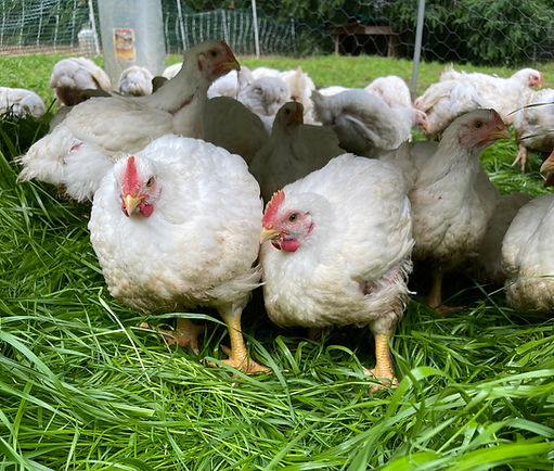 Pastured chickens at RFarm walking on fresh green grass, showing healthy outdoor living and natural foraging conditions for nutrient-dense poultry.