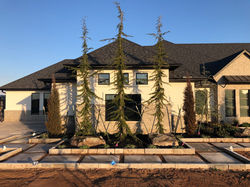 Bedrock Nursery Landscaping Design