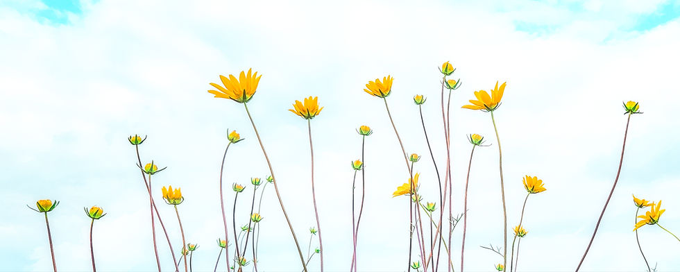 Searching for Sunlight