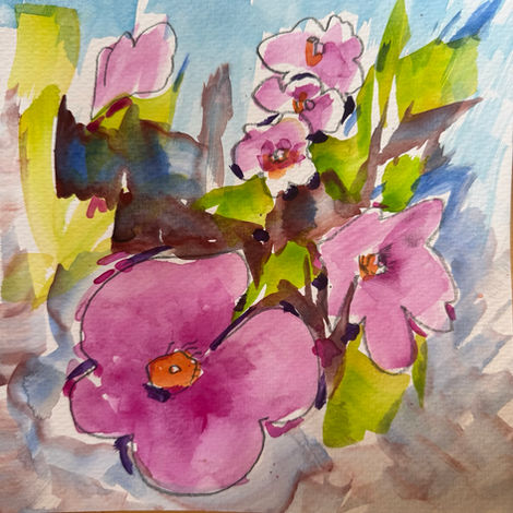 Magenta Rockrose