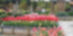 Credit Holly Hyatt - tulips_edited.jpg