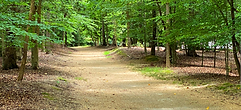 Path in woods.png