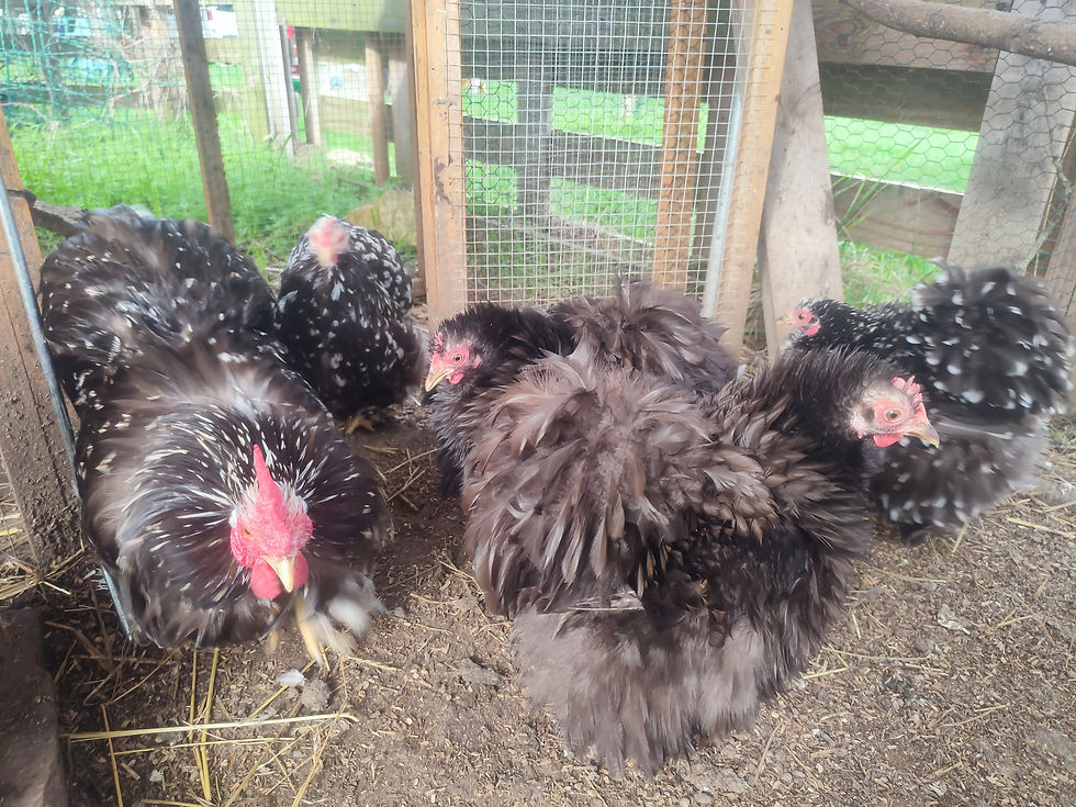 batam de pekin elevées chez plumes de pioutes