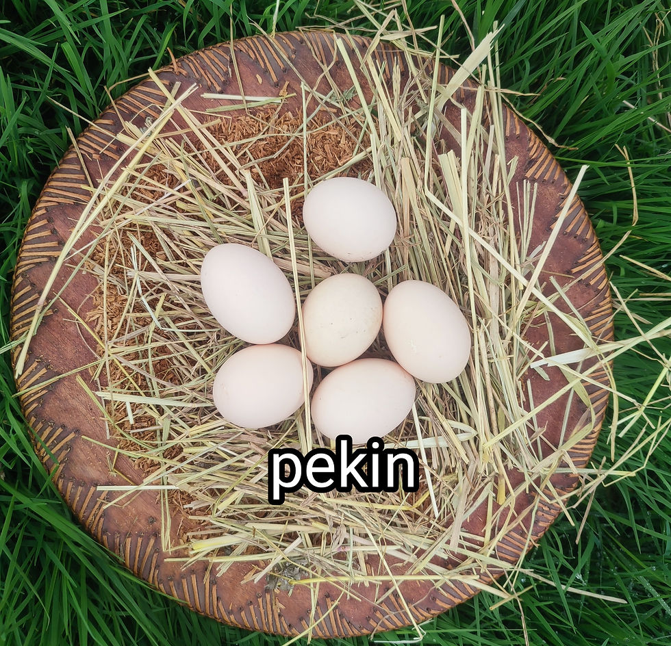 oeufs de pekin elevées chez plumes de pioutes