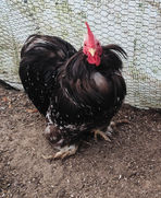 coq pekin plumes de pioutes