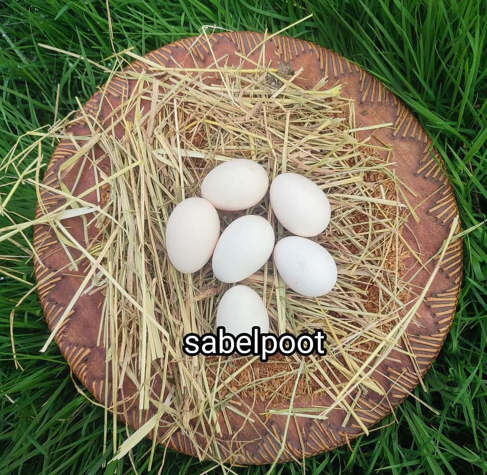 oeufs de sabelpoot élevées chez plumes de pioutes