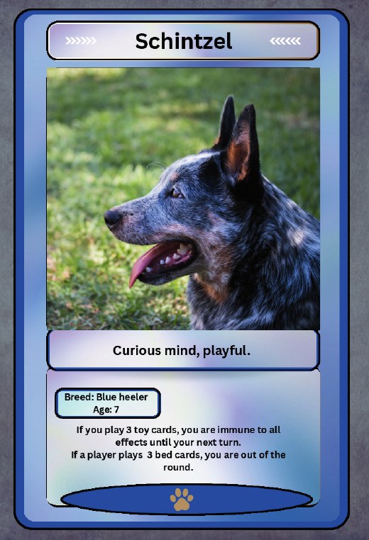 Schnitzel card: a blue heeler, age 7.